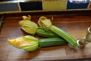 Courgette Romanesco - my favourite Courgette to both grow and eat.