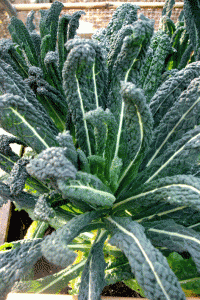Cavolo Nero (Kale)
