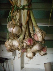 Rosy Garlic drying in our shed
